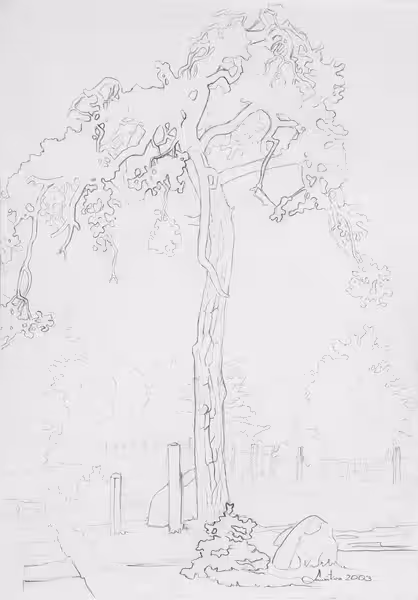 Pine tree, 2003