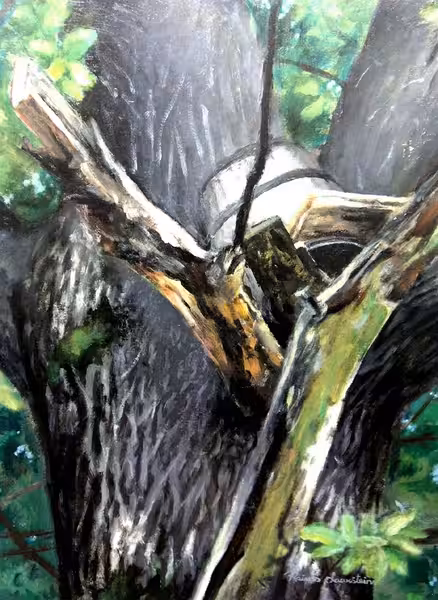 Beehive in oak tree, 2001
