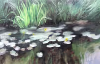 Yellow water lilies, 2002