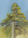 Pine in side of the road, 2004