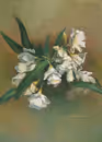 White oleander bouquet, 2006